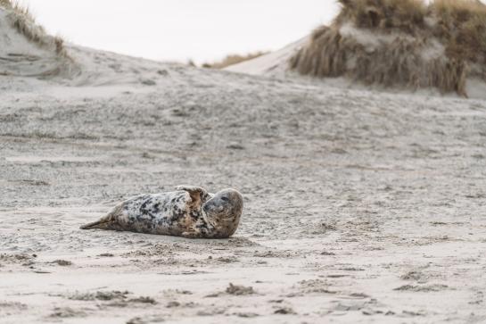 zeehond