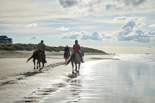 Paarden op het strand