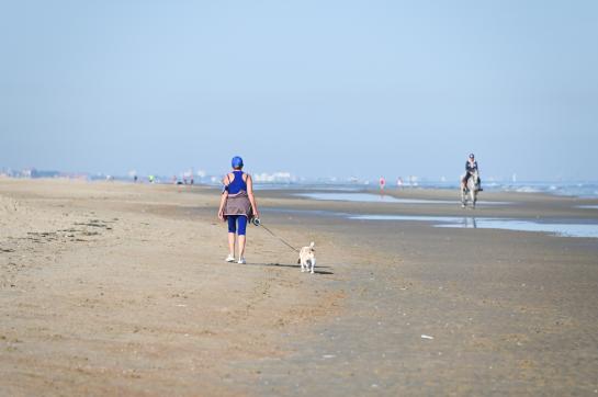 honden op het strand